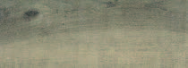 Legend Beige
